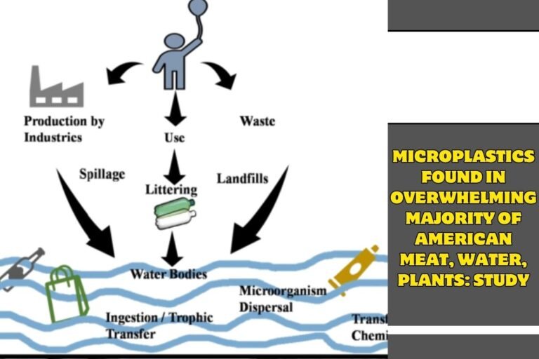 Microplastics found in overwhelming majority of American meat, water, plants study